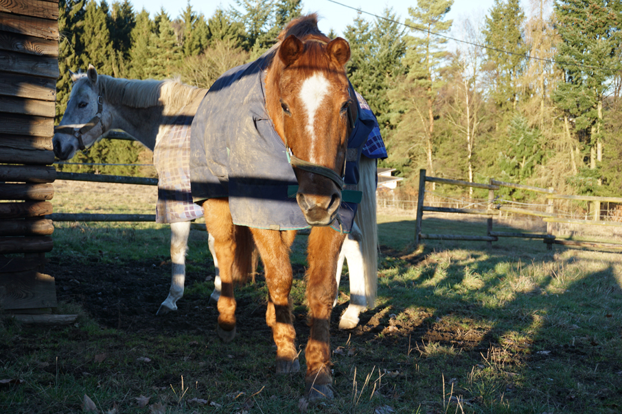 Ältere Pferde wie diese fast 30-jährigen "Damen" brauchen öfter eine Decke